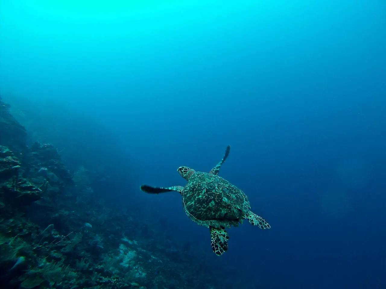 I was diving in Roatan, completely enthralled with the vibrant coral reef that seemed to go on forever, plunging to unknown depths below