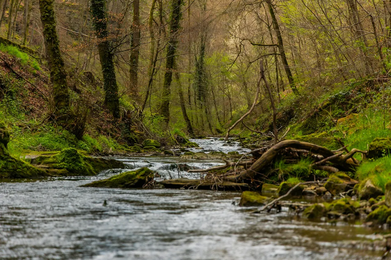 A lush, green river flows through the forest