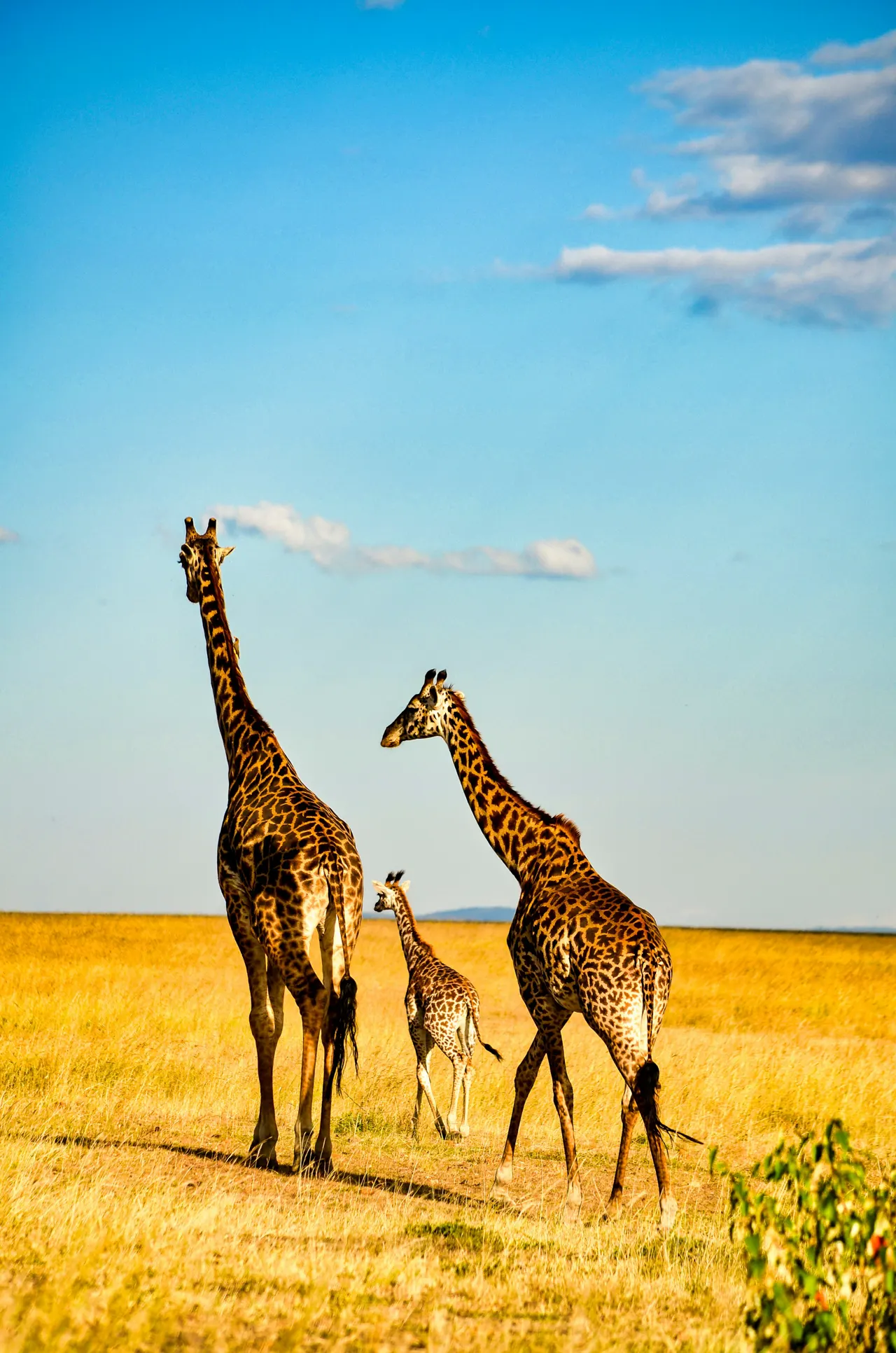 Stunning views of the masai mara reserve in Kenya