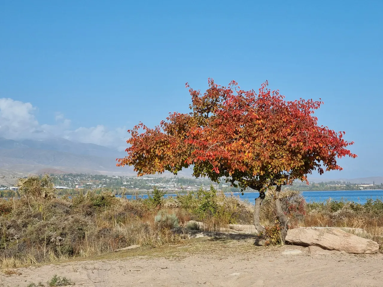 a tree with orange leaves