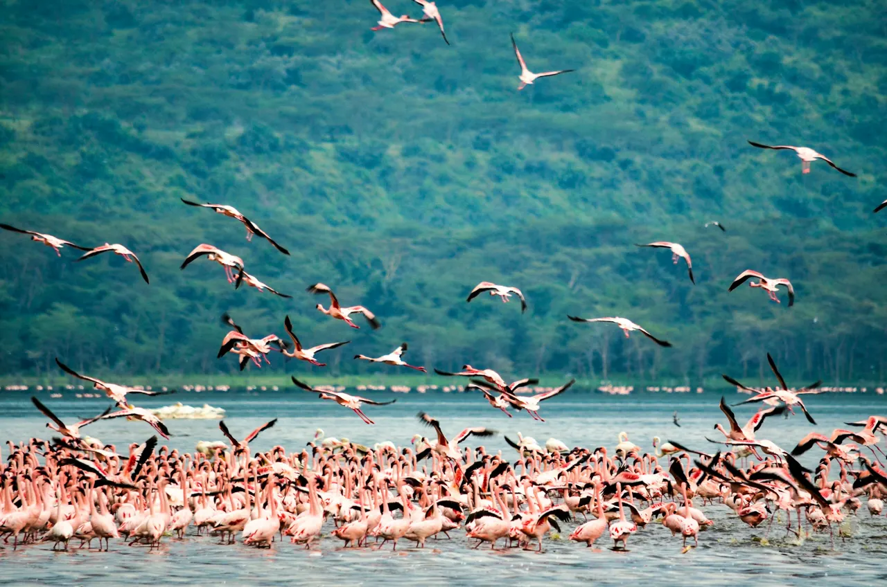 Beautiful scenes from a safari in the natural reserves in Kenya
