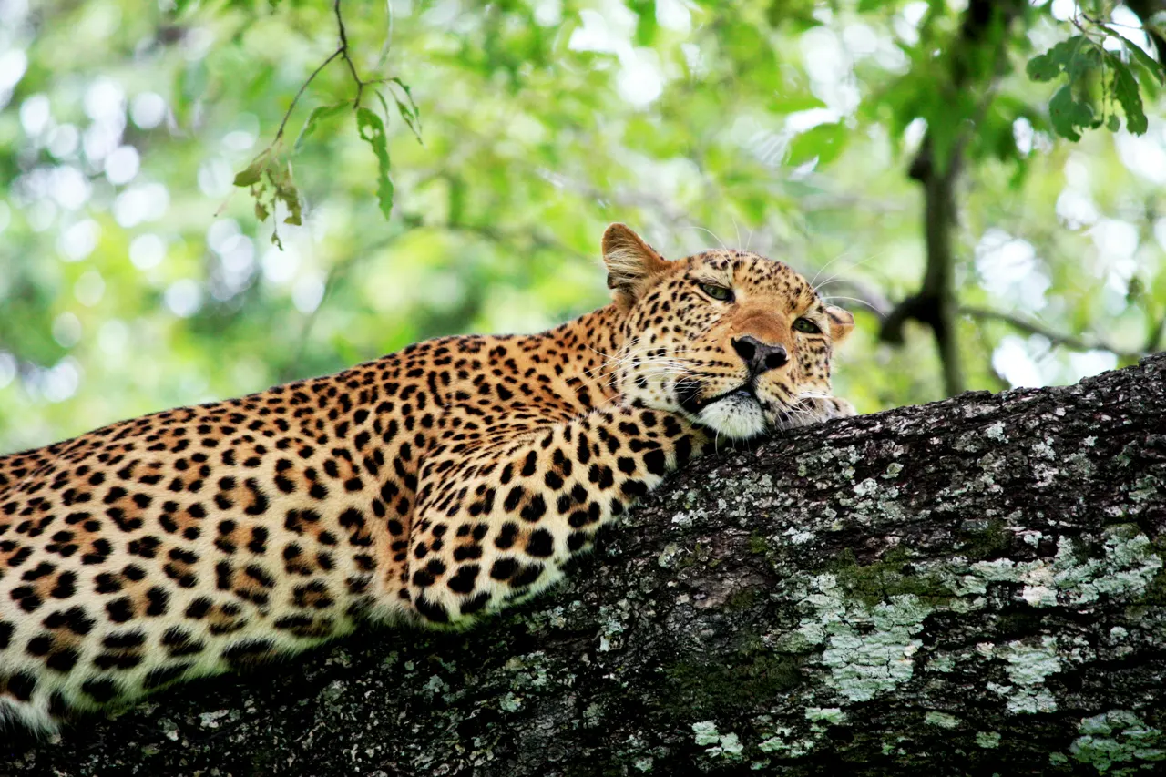 Wildlife in South Luangwa National Park, Zambia