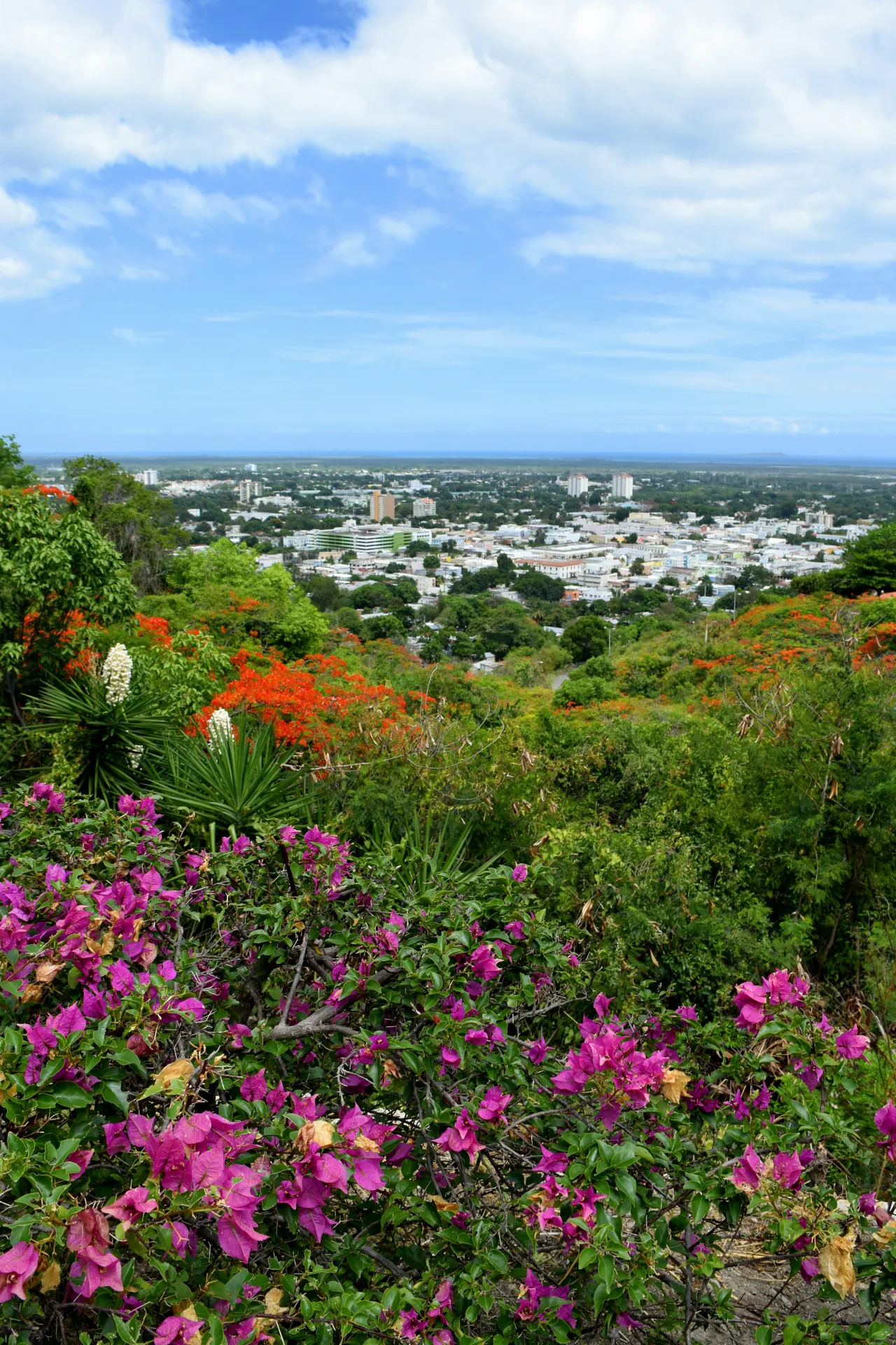 Gorgeous tropical flowers and the view of Ponce, Puerto Rico