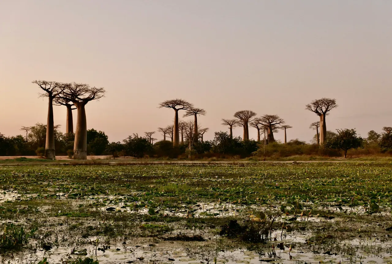 a group of trees in the distance with water in the foreground