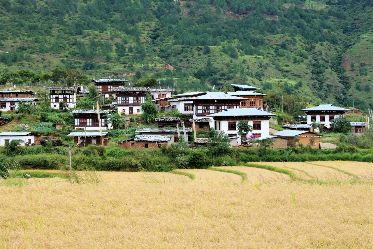 Purakha