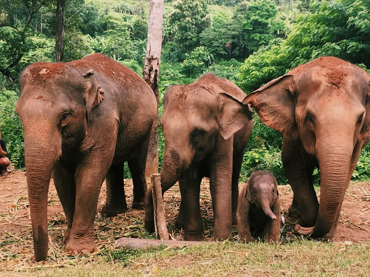 This was taken in the national park just outside Chiang Mai