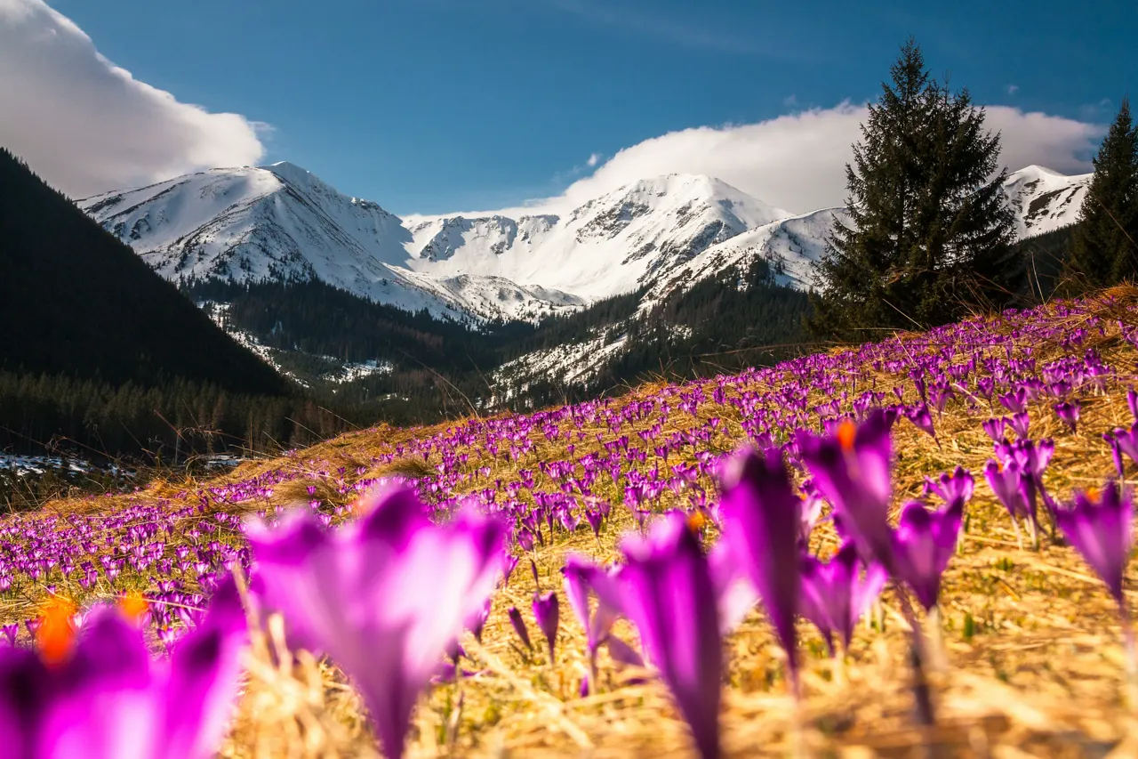 Crocus field