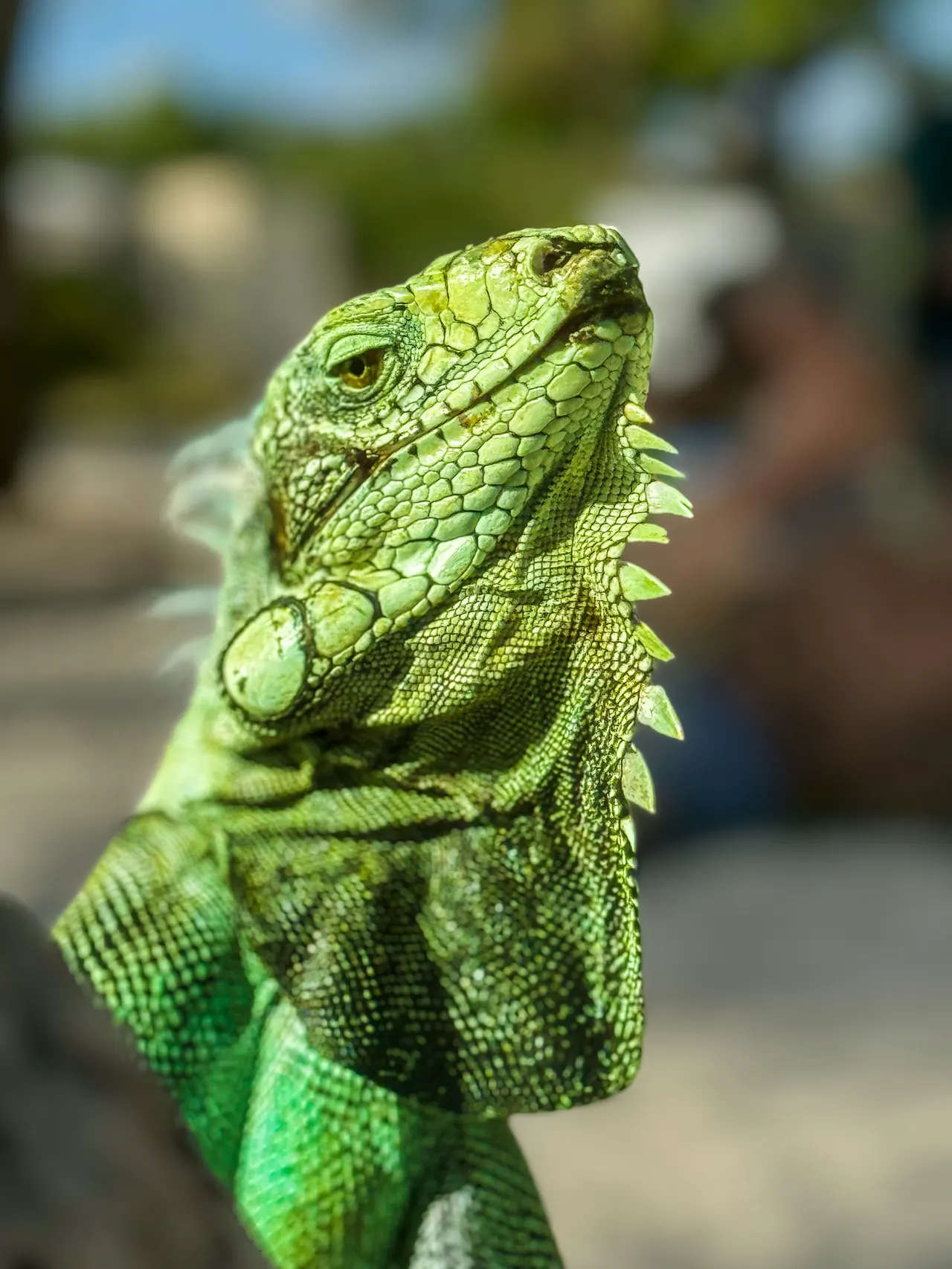 An iguan in Ste Anne