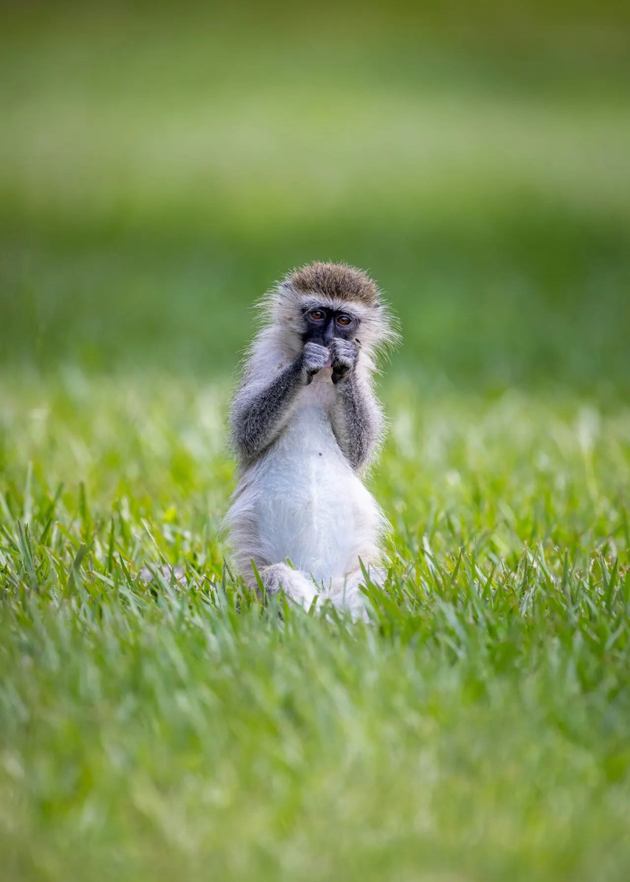 a monkey sitting in the grass with its mouth open