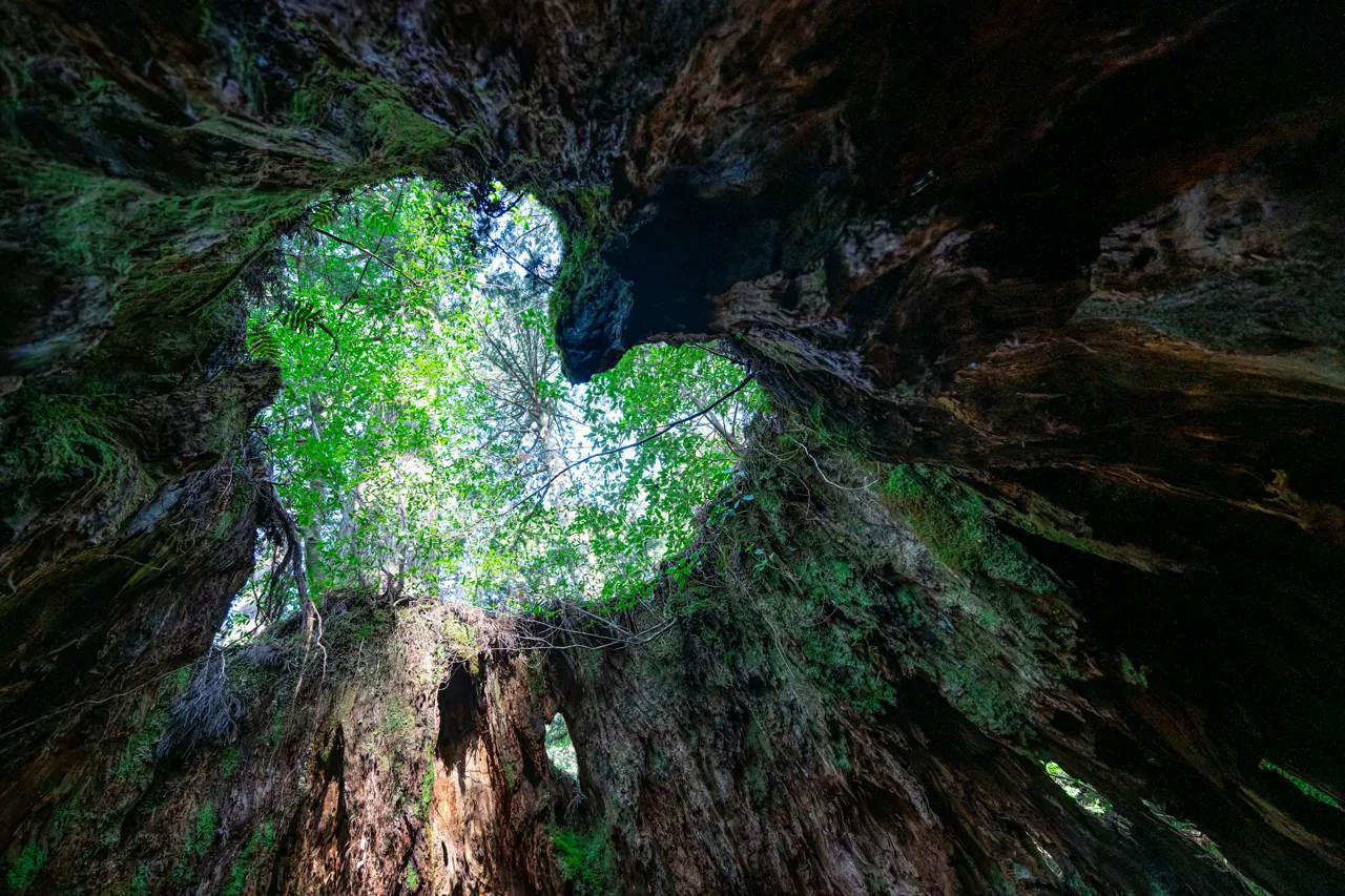 green tree on brown rock