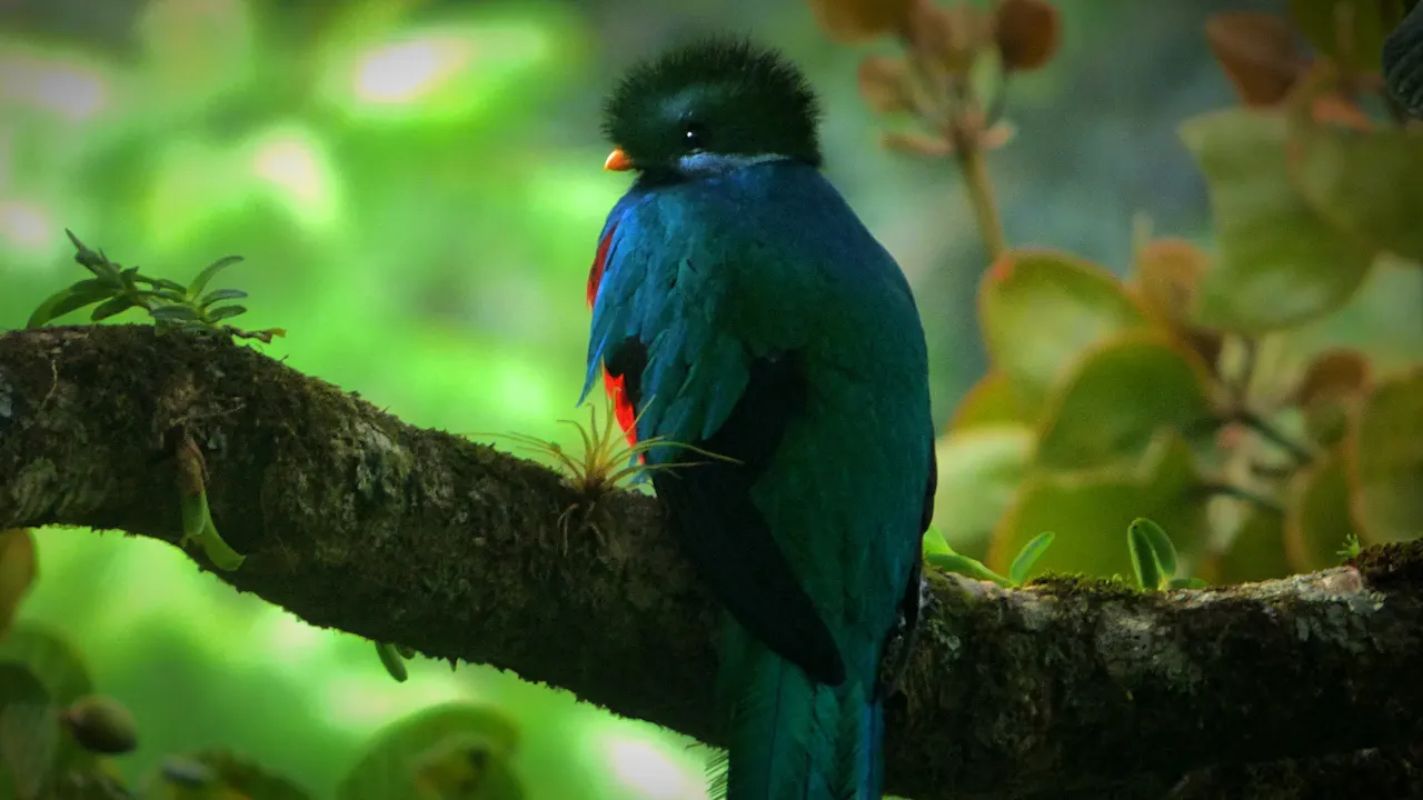 Resplendent Quetzal-Monteverde, Costa Rica Monteverde Wildlife Experiences-Costa Rica Bird Watching with Dulce Wilson