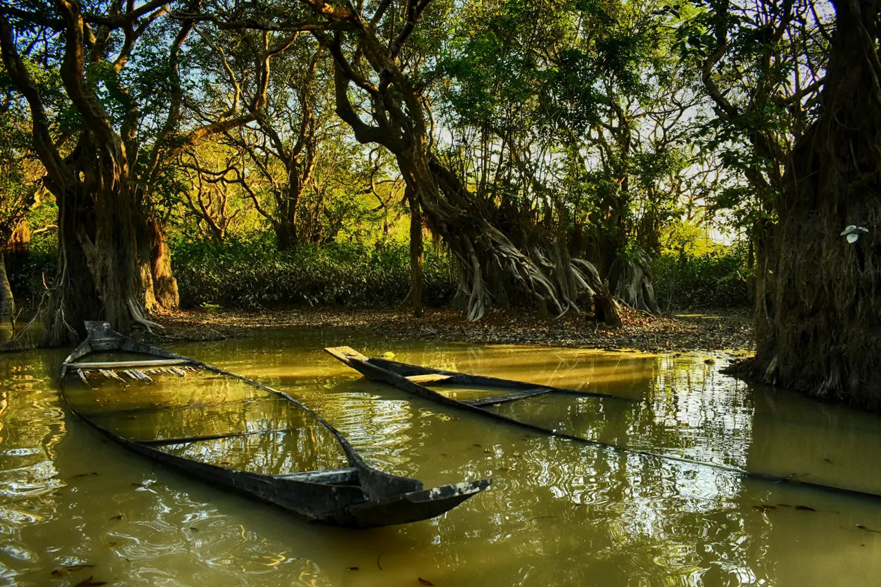 brown boat on river near trees during daytime