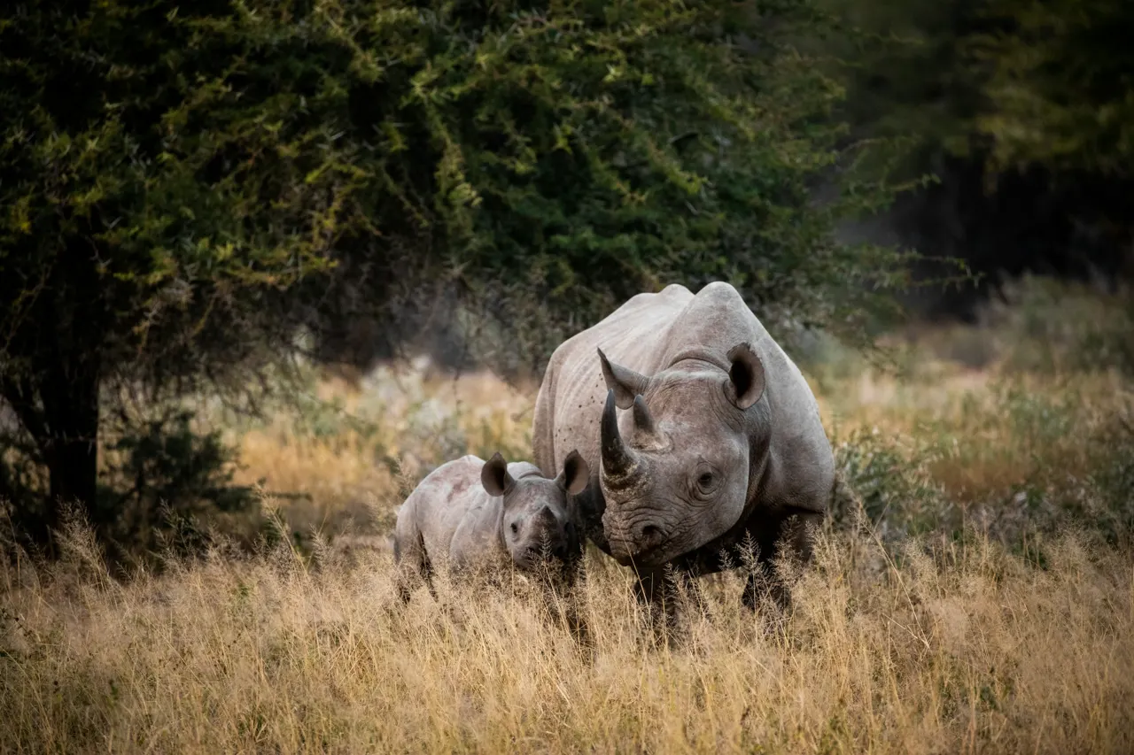 Rhino mother and calf

Please tag @a