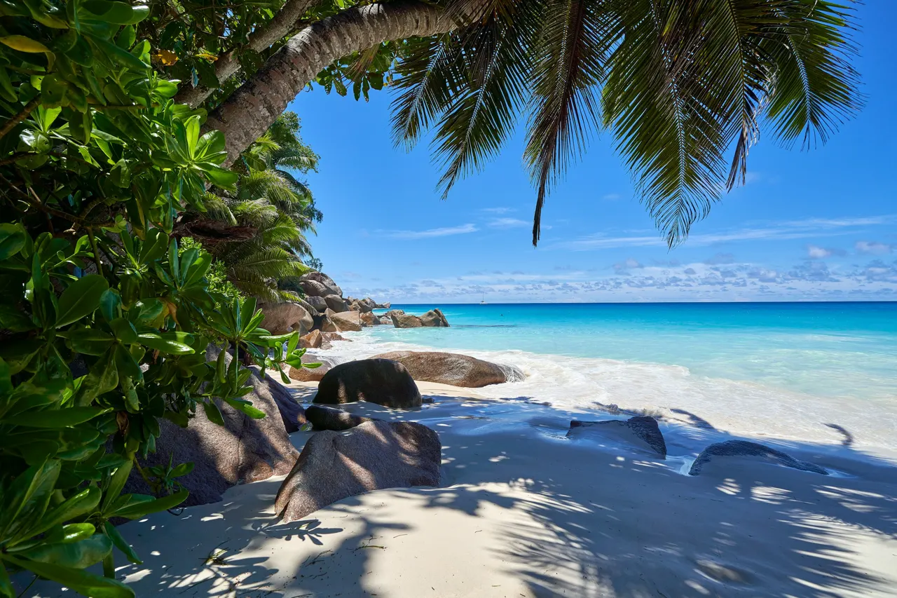 Dappled shade of a palm tree on a tropcial beach