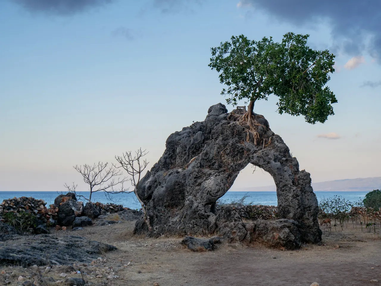 We were exploring the coast of Timor-Leste, looking for a beautiful beach to watch the sunset when we come across this tree sitting atop a funny rock
