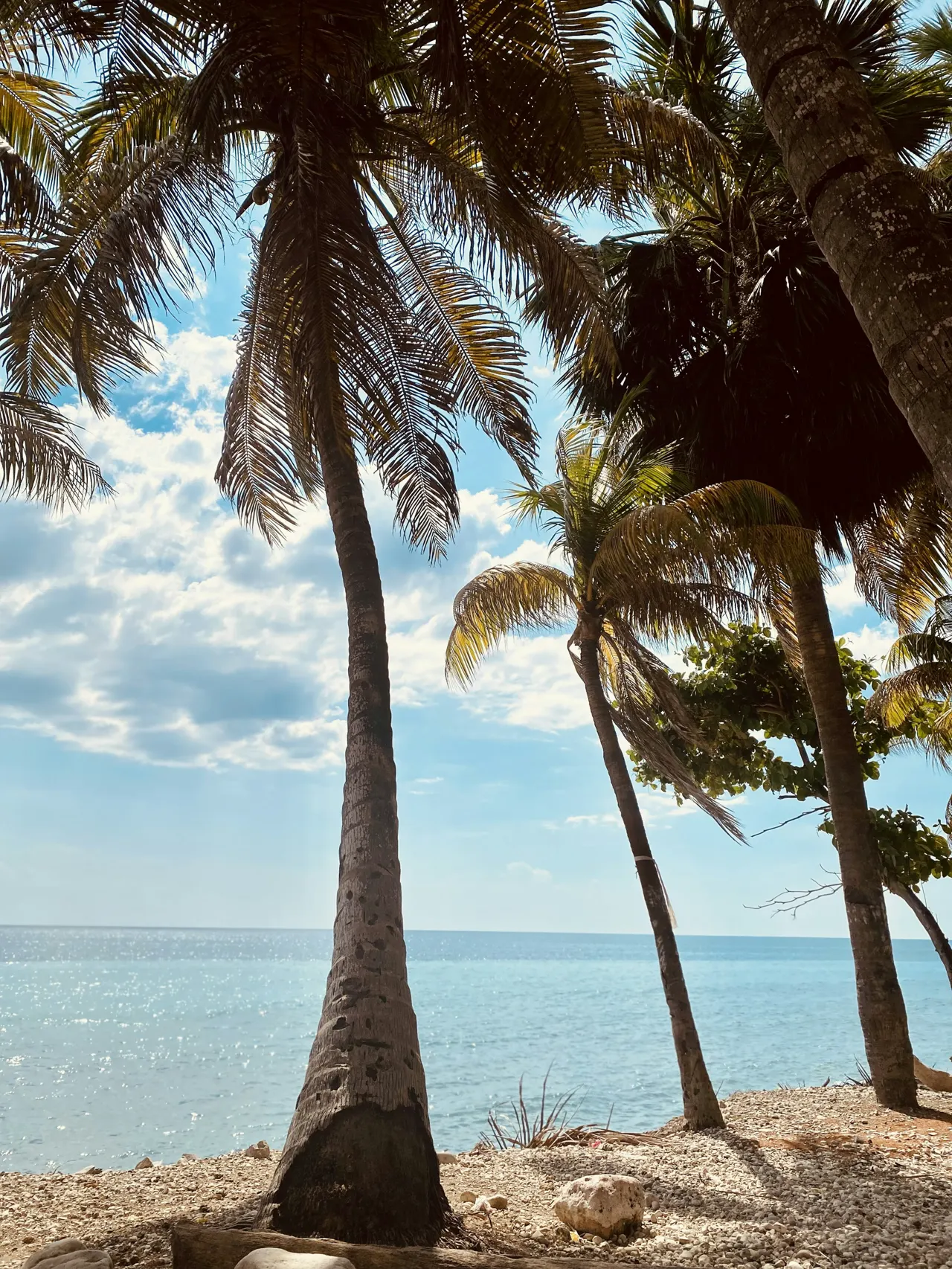 a couple of palm trees sitting on top of a sandy beach