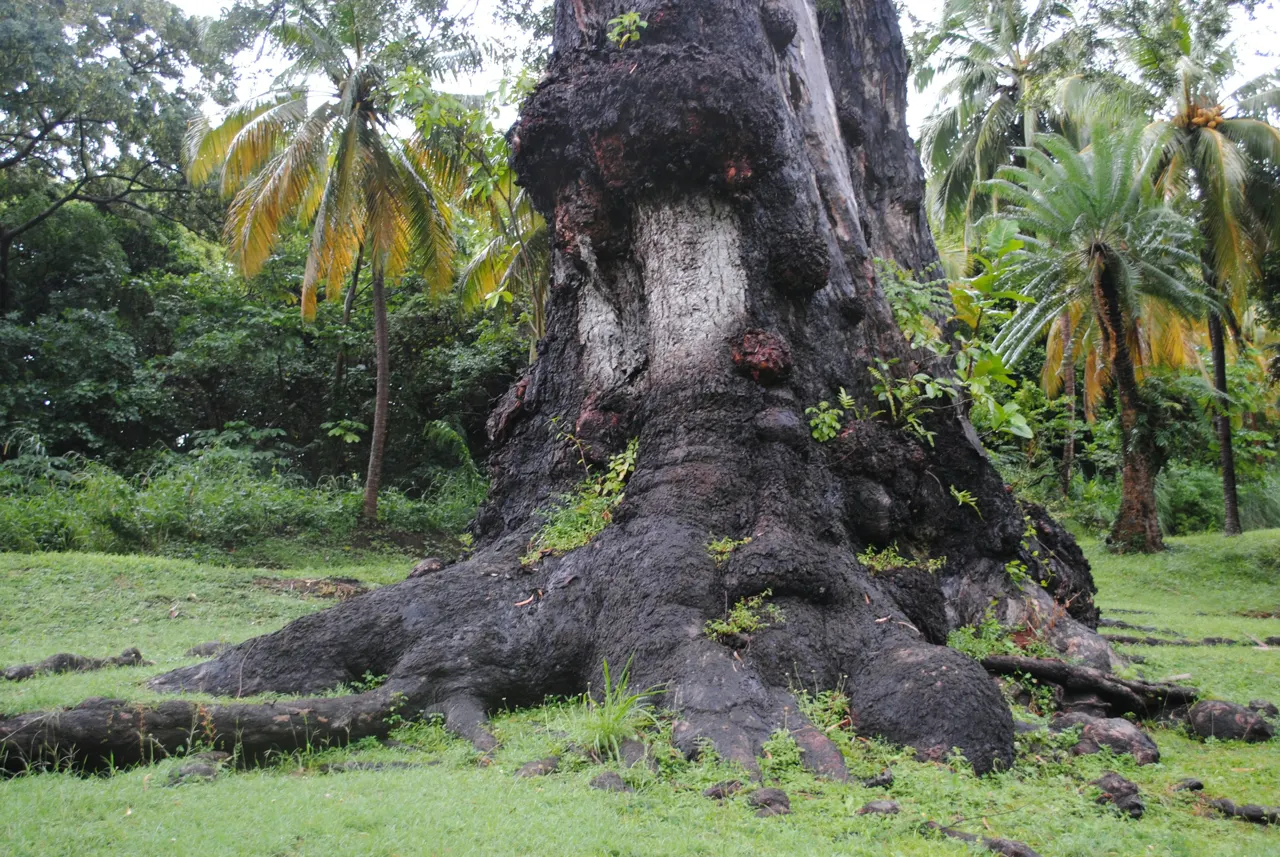 Botanical Gardens at Kingstown