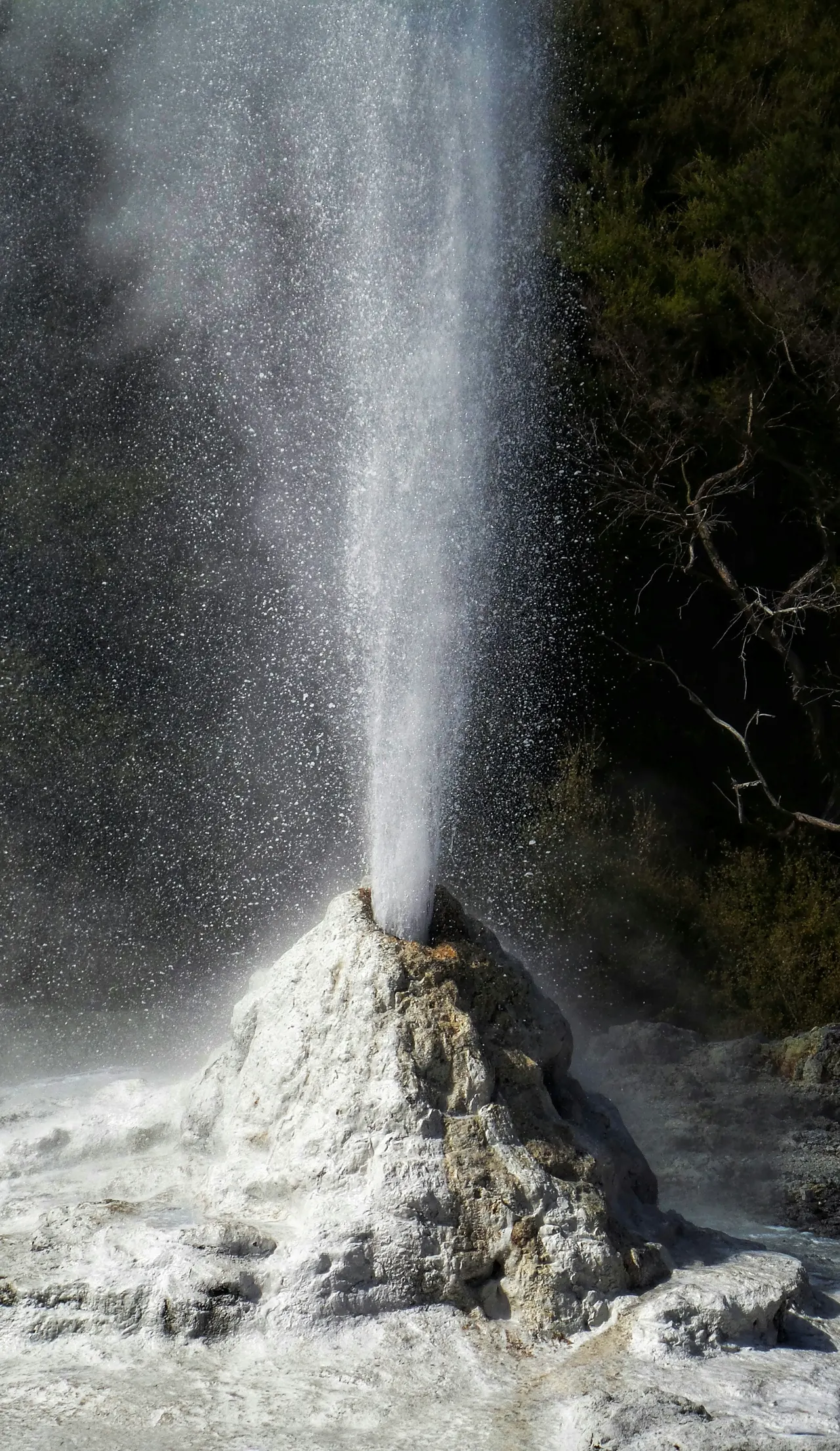 The exploding Pohuto geyser at Rotorua