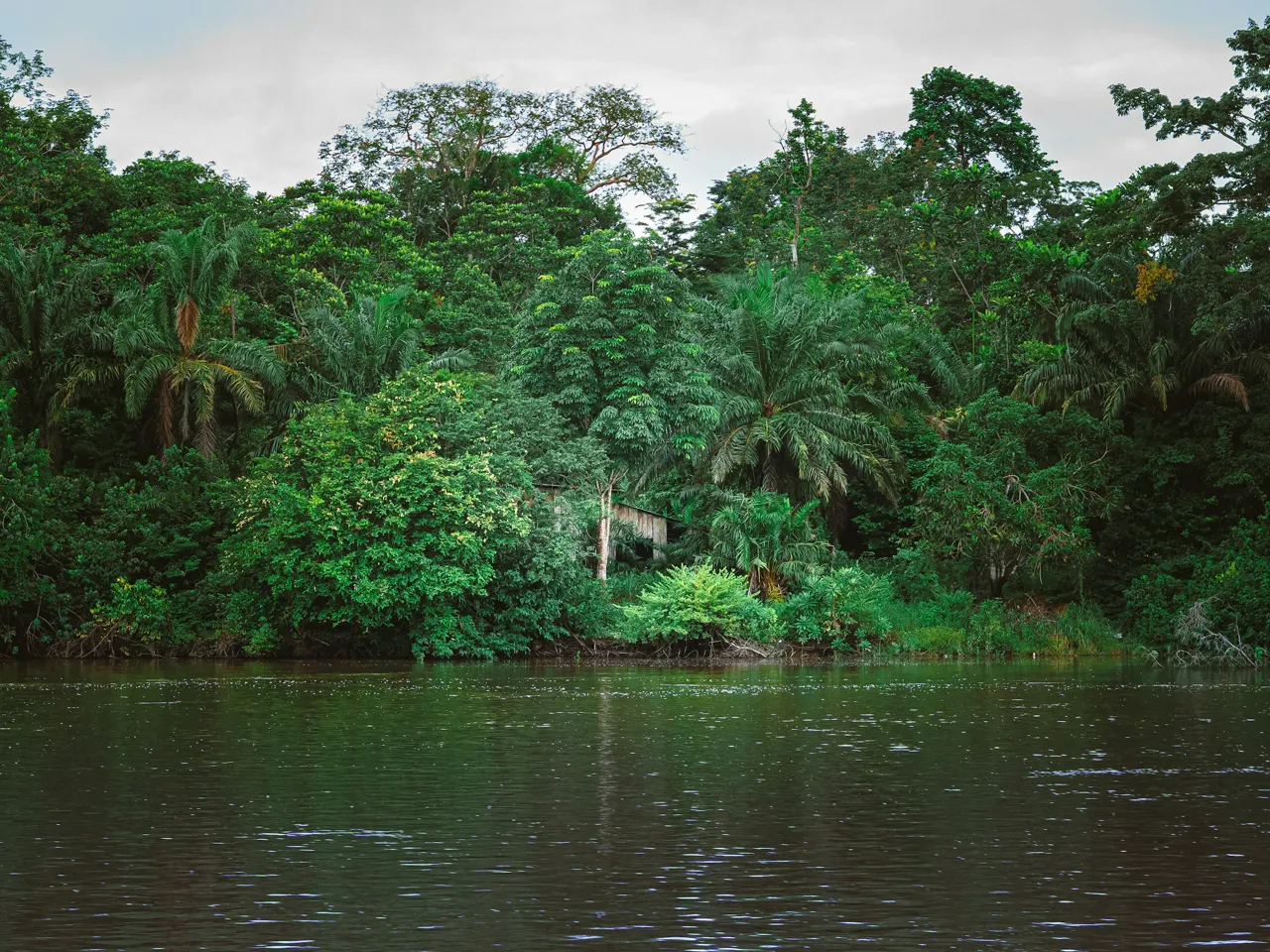 Lush green forest meets a dark body of water