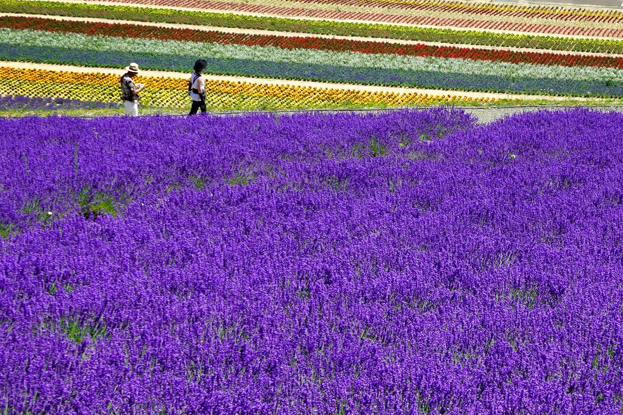 One of the famous colourful flower fields in Furano, Hokkaido