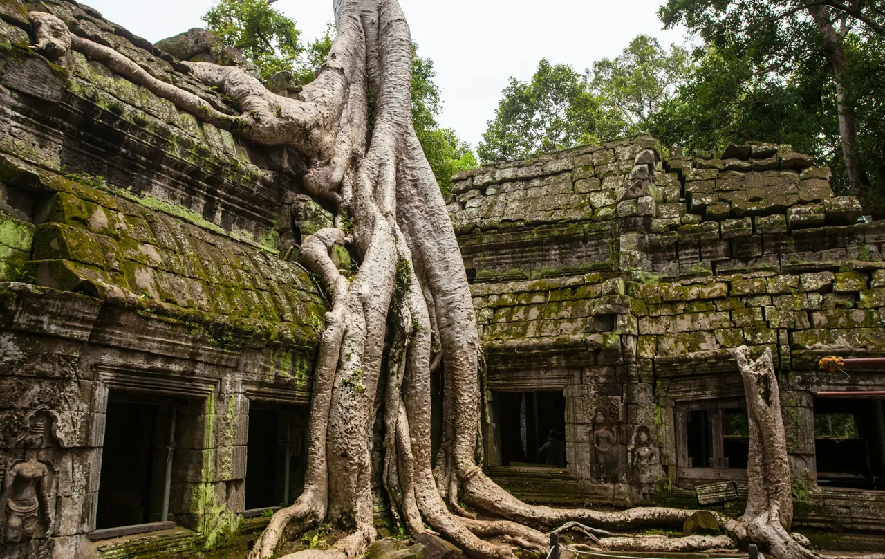 Tree in the Ta Prohm temple
