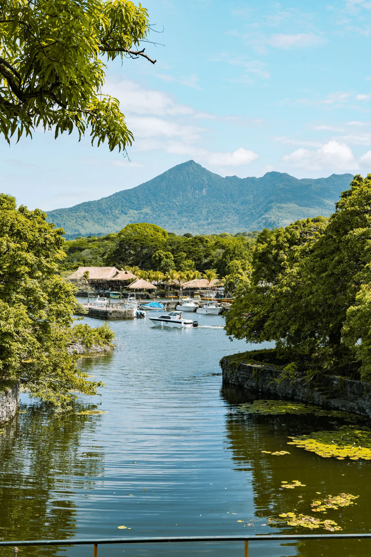 green trees near body of water during daytime