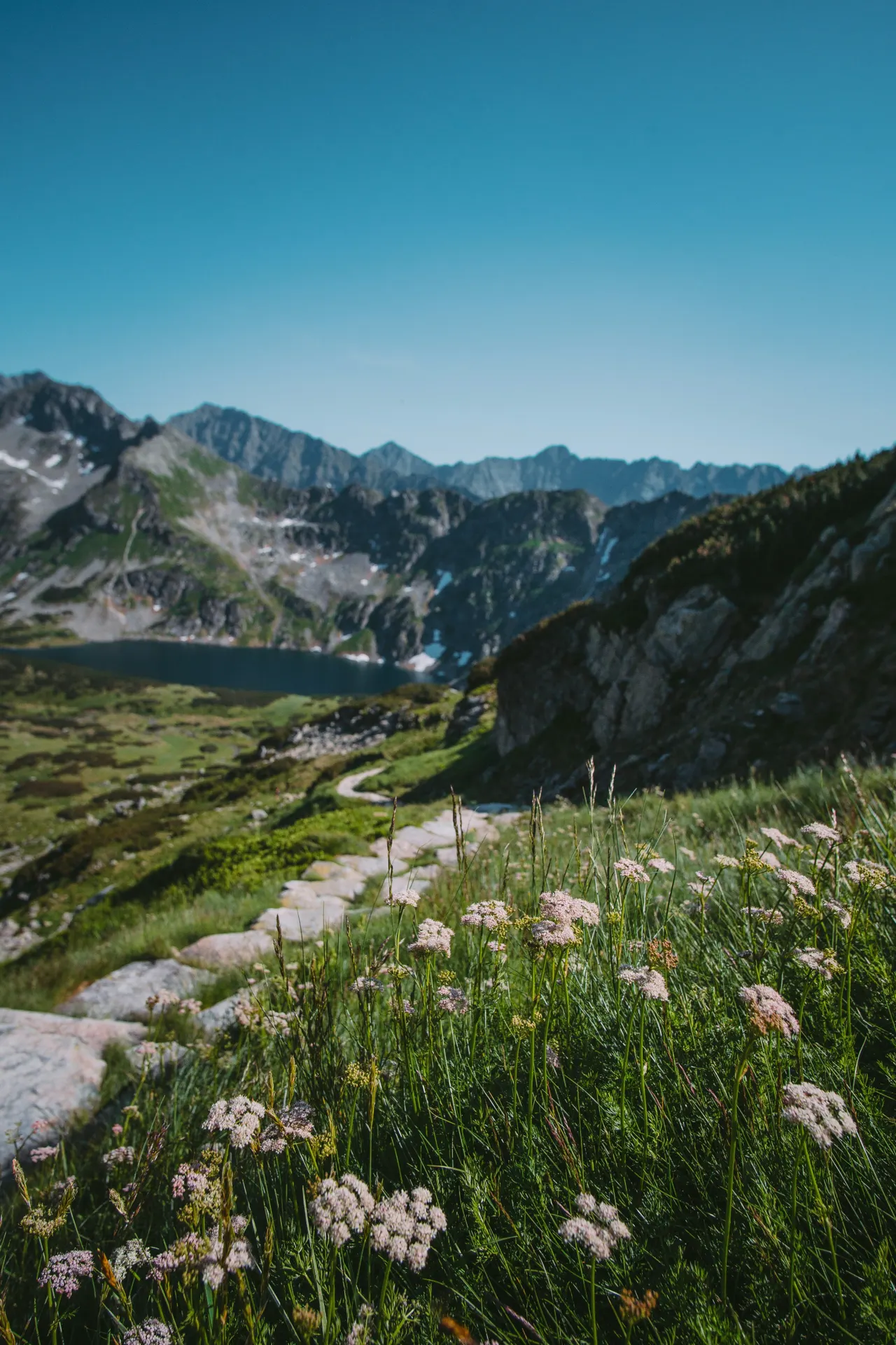 a field of wildflowers in front of a mountain range
