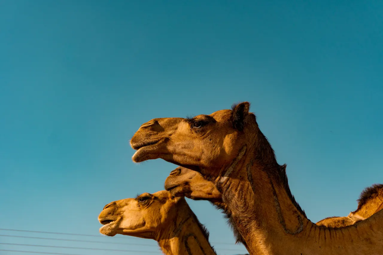 3 Camels
