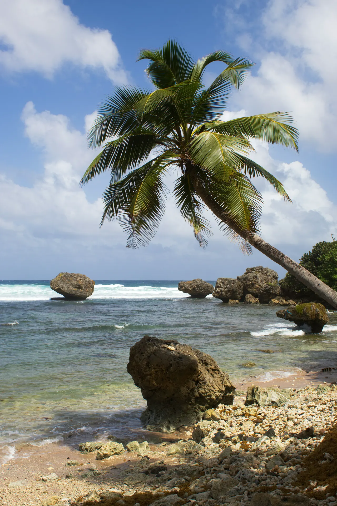 Palm tree over a rocky beach with ocean waves