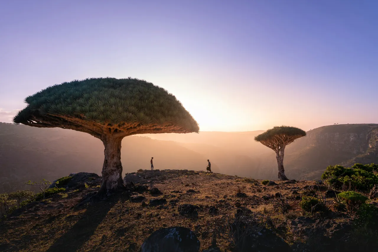 The Dragon Blood Trees can only be found on Socotra island