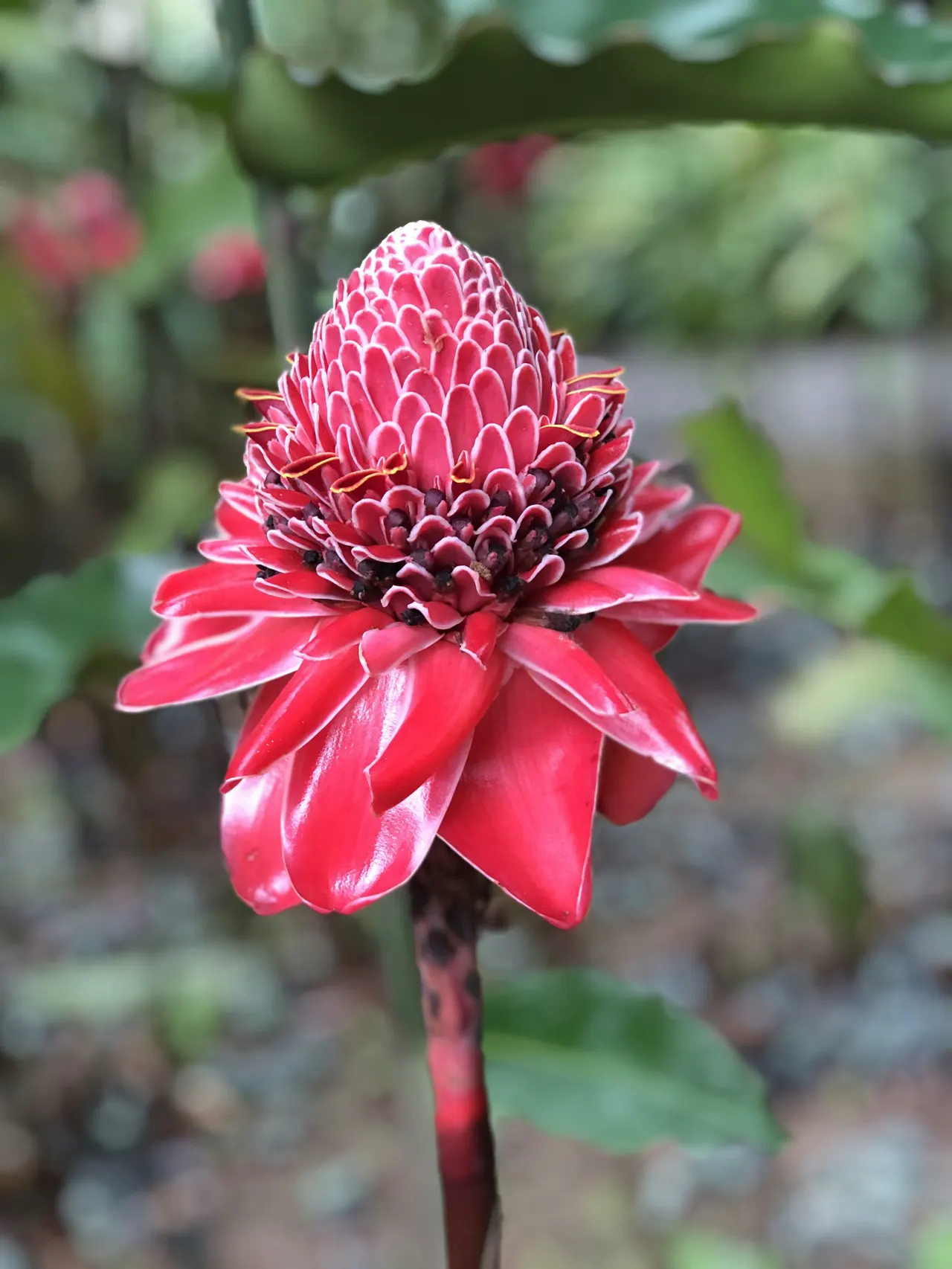 Flower in Jardin de Balata
