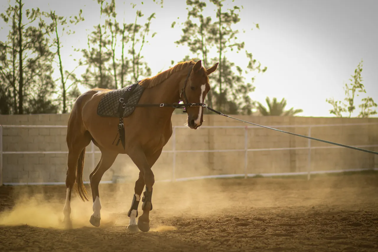 Horses 🐎 