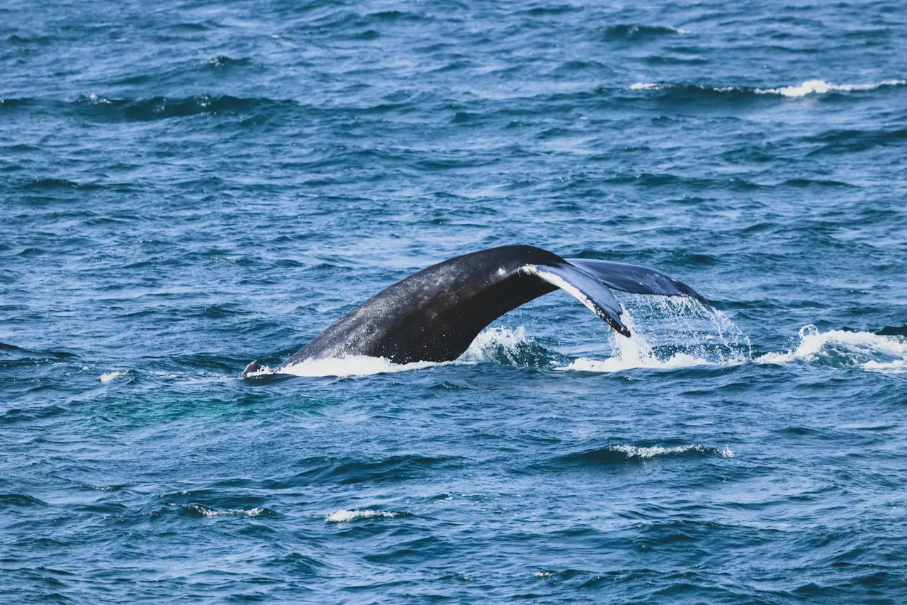 black whale on blue sea during daytime