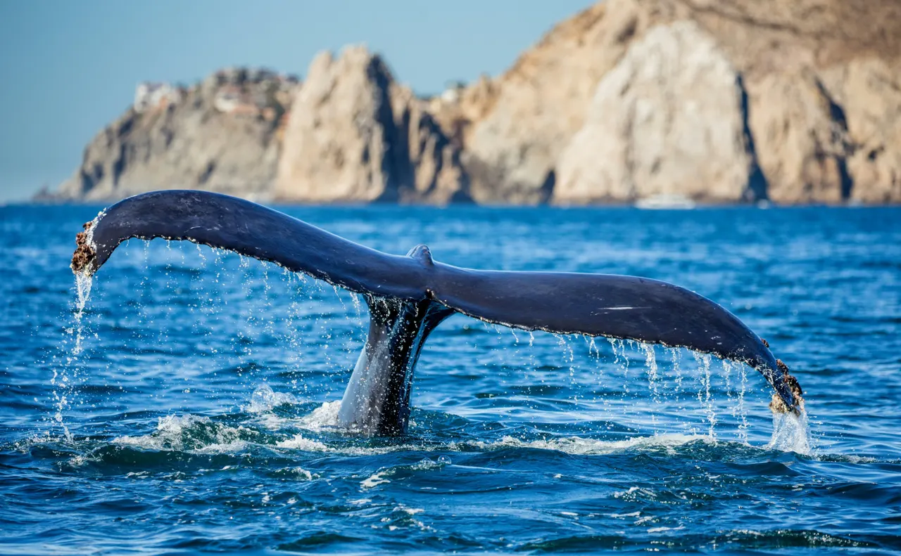 A humpback whale tail fluke breaching the blue ocean surface near rocky cliffs