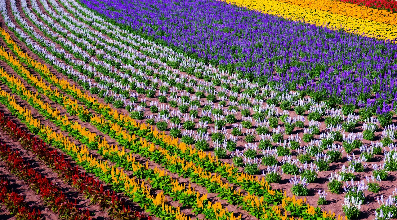 lines of assorted flowers field during day