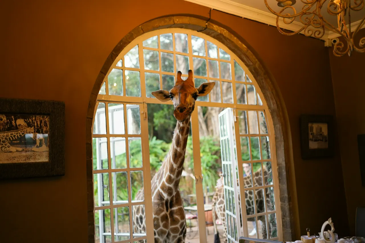 Africa giraffe kenya