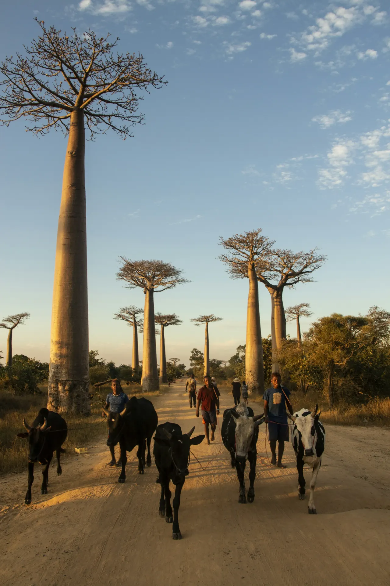 Sunset over cattle hearders at the Allee des baobabs, Madagascar