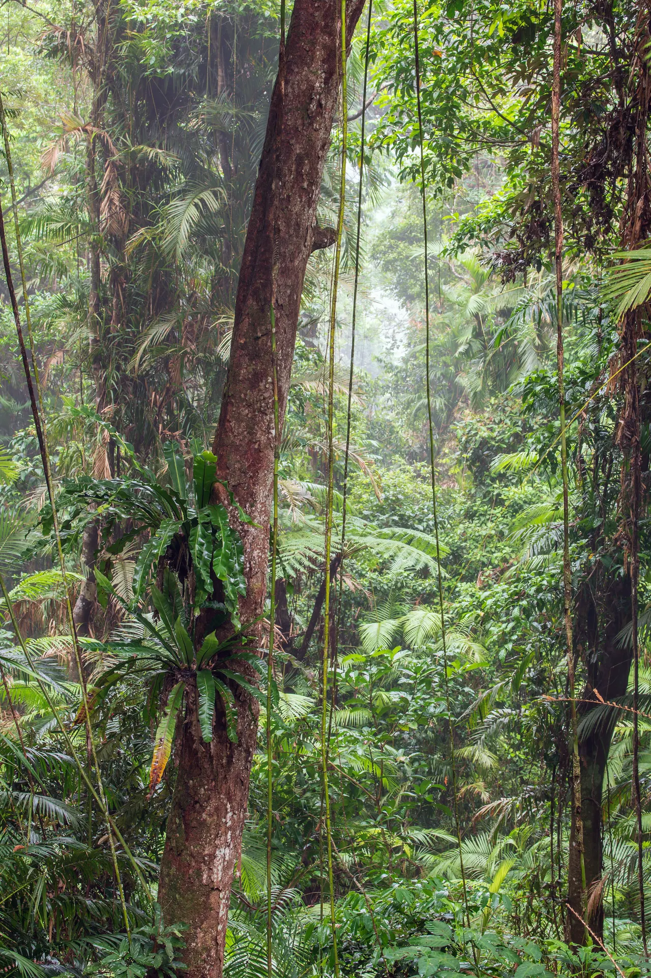 Misty tropical rain forest