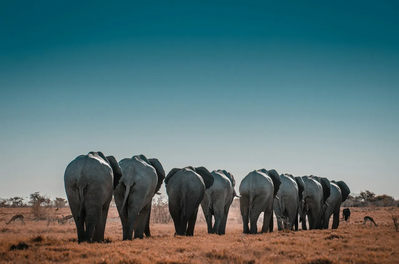 Etosha National Park