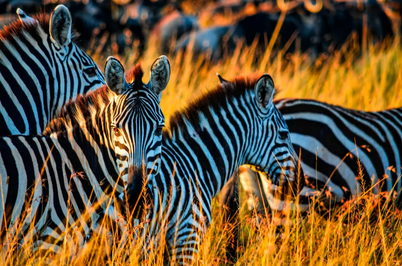 Beautiful scenes at Masai Mara National Reserve in Kenya