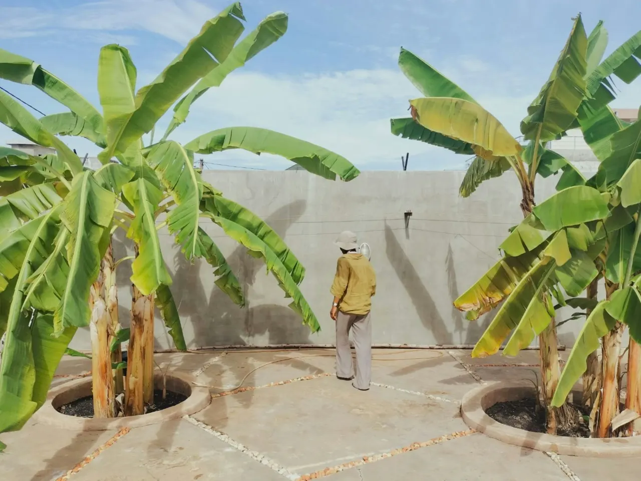 A person walks between two large banana plants