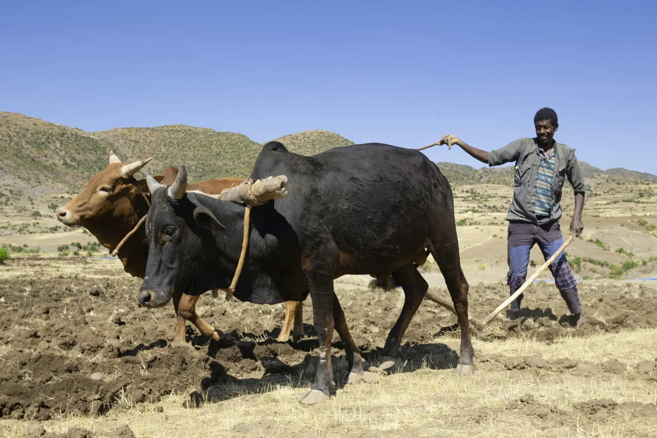 A scene of plowing in the vicinity of Lalibela (Ethiopia)