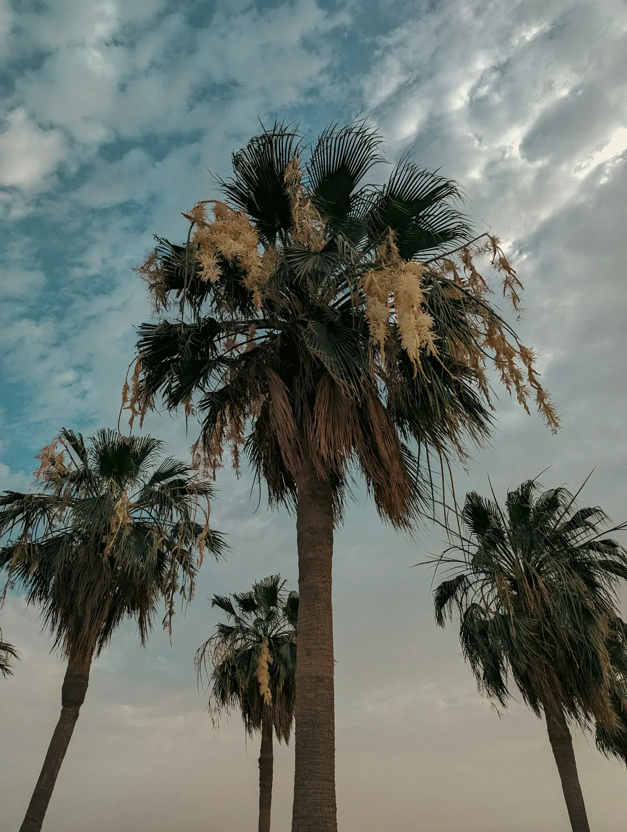 Palm trees in Marina Beach, Kuwait