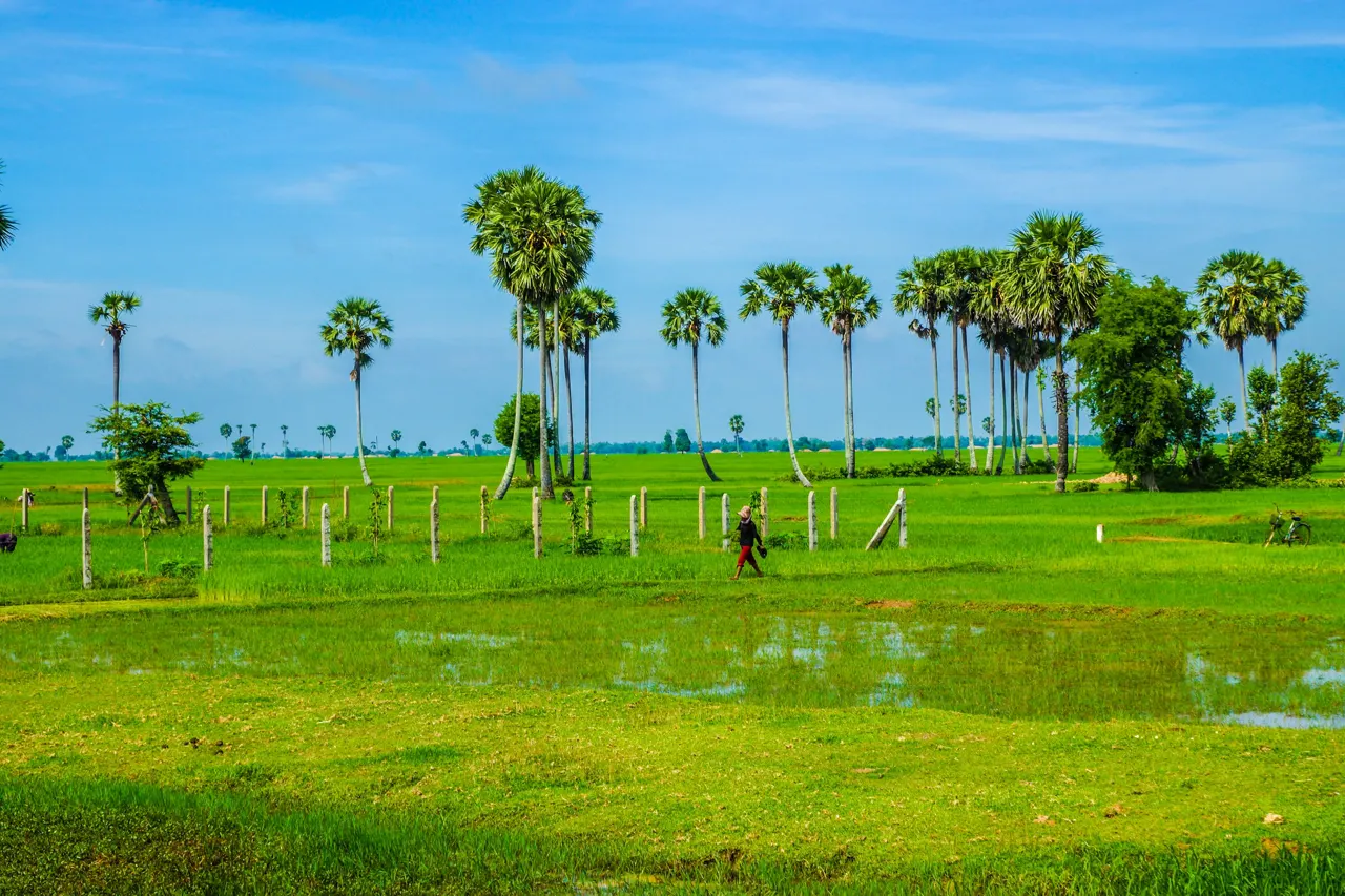 A person walking through a green rice field with tall palm trees