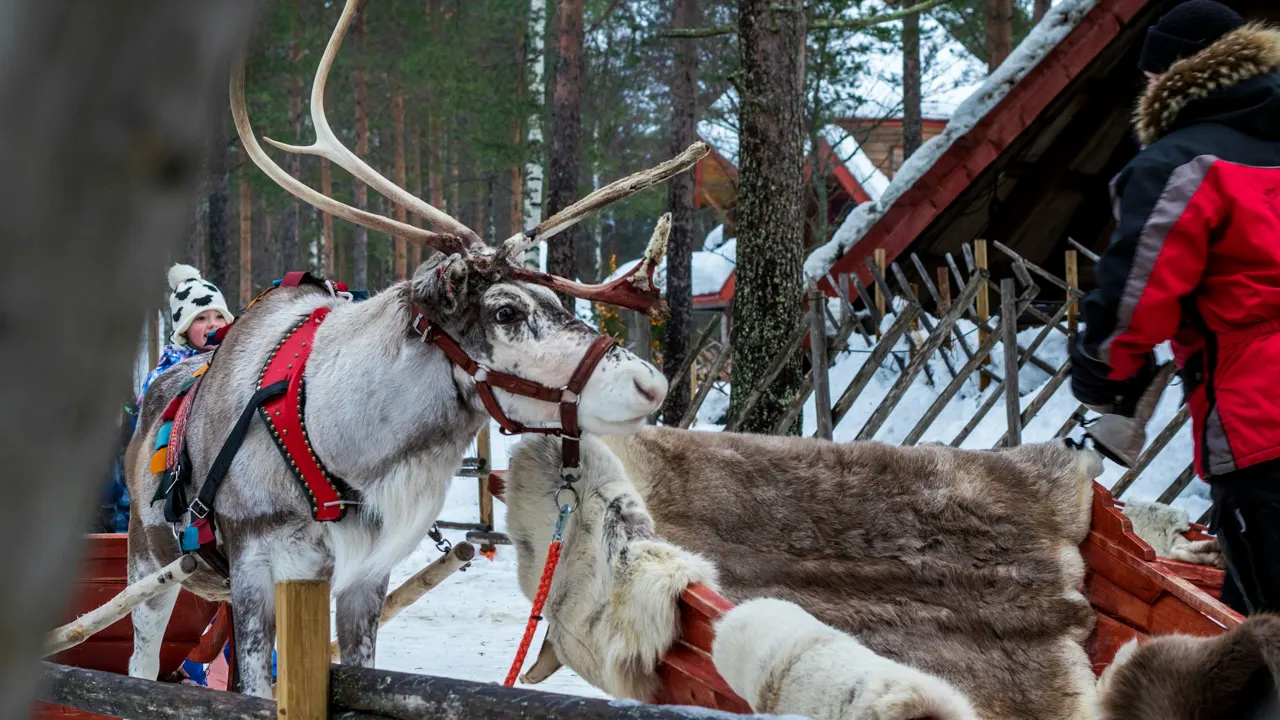 A reindeer is standing next to a man in a red jacket