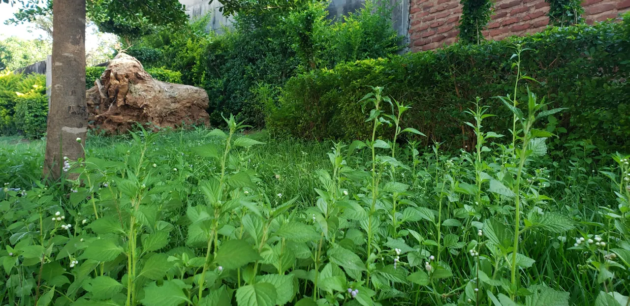 a lush green field next to a brick building