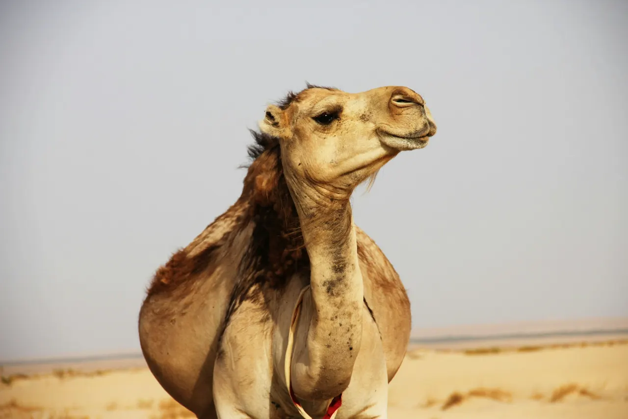 50 degrees in the Tunisian Sahara, and we found this amazing pregnant camel looking at us