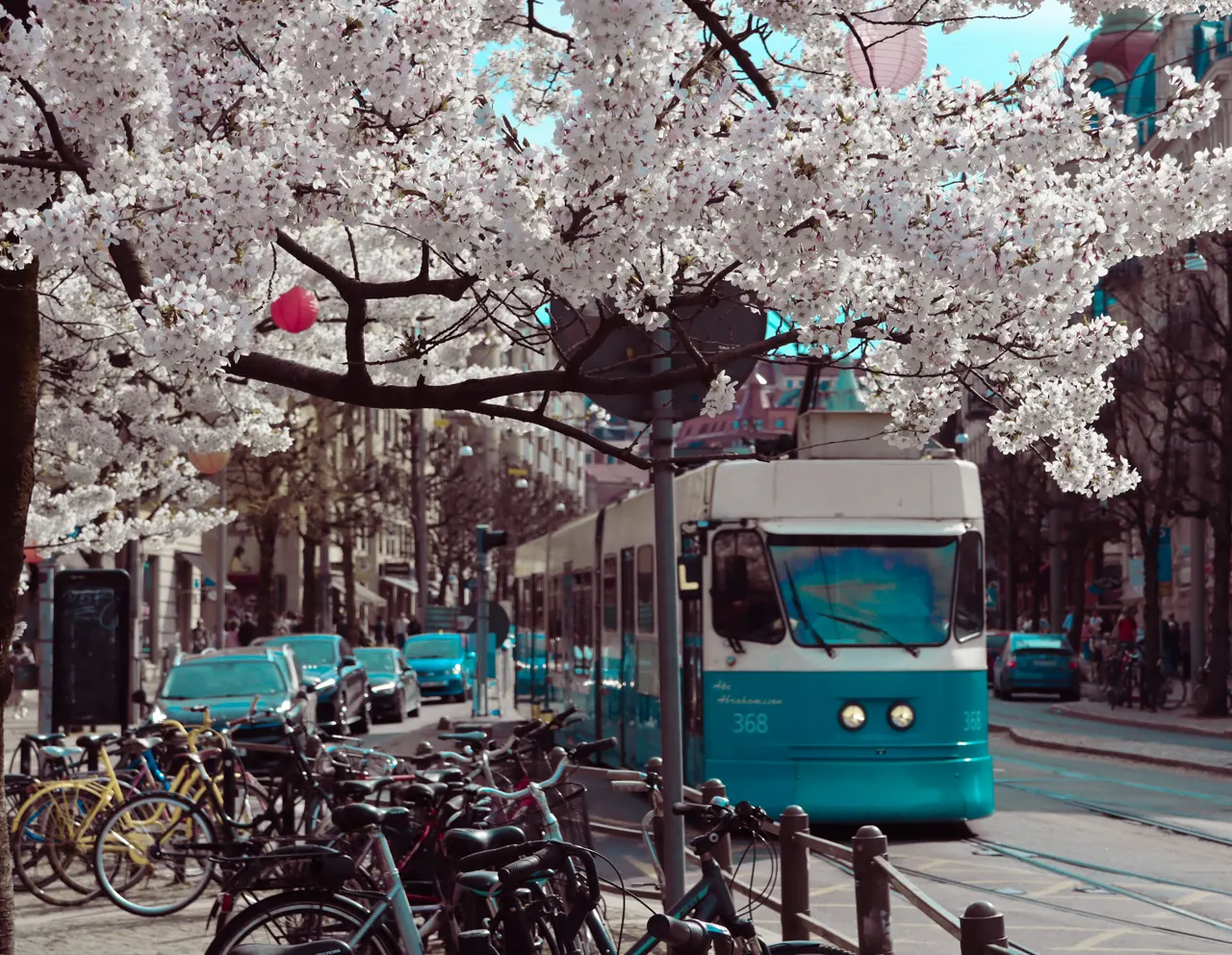 Cherry Blossoms and Tram