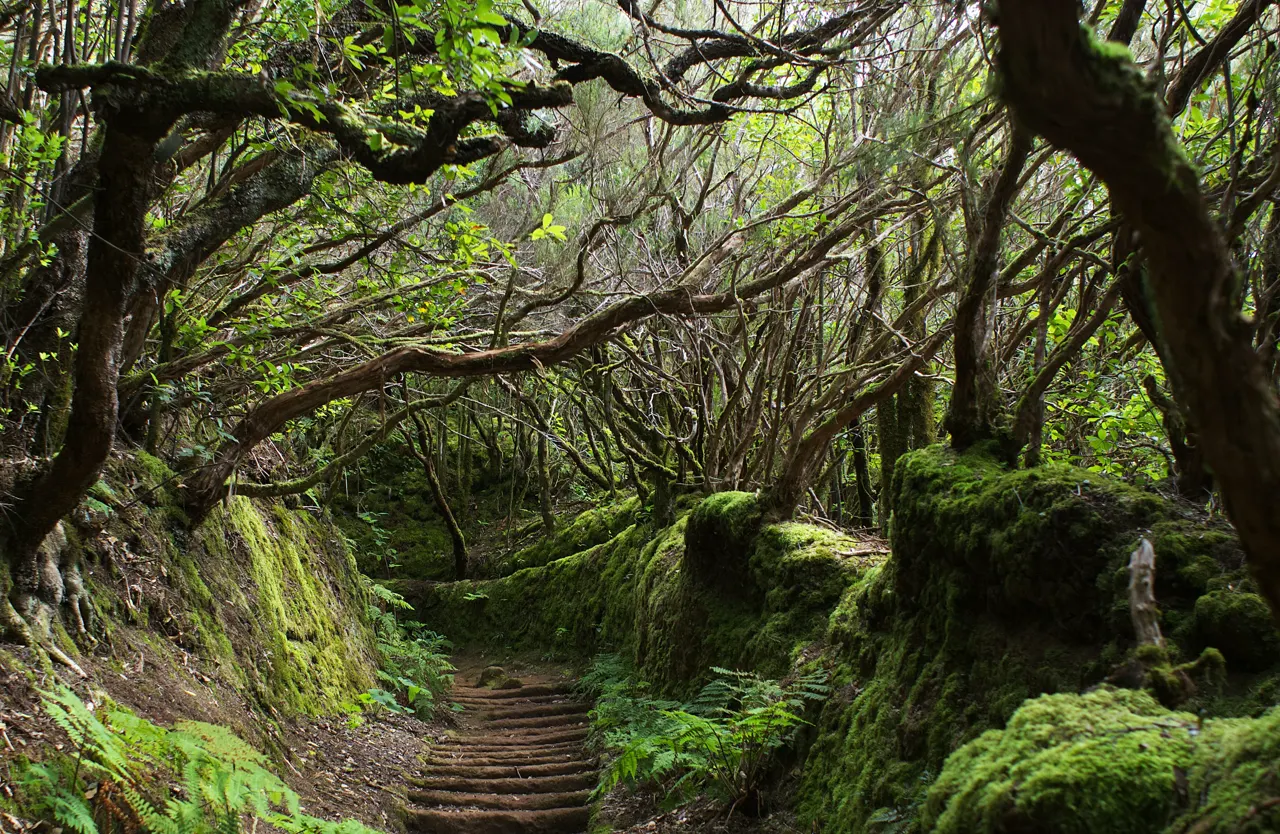 The forest grows horizontally sometimes