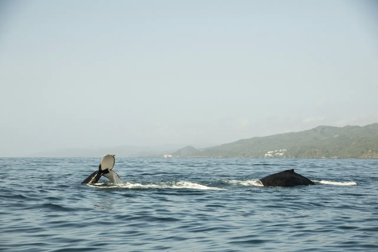 Humpback whales swimming in the bay of Samana - Dominican Republic